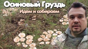 Осиновый груздь. Ходим и собираем.