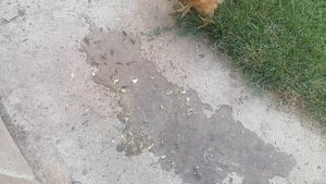 Куры и рыба