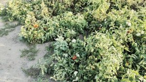 Утро в деревне, обзор урожая