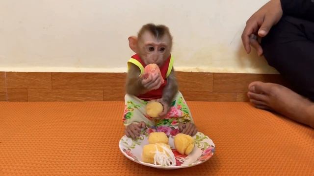 Обезьянка лапатушка пищит ждёт маму кушать Ест фрукты из кошельки милашка
