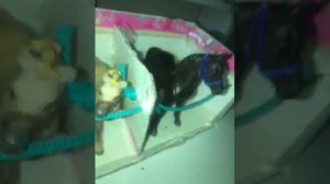 Обзор на самодельную конюшню