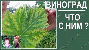 Выращивание винограда Почему желтеют листья винограда