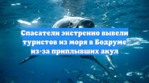 Спасатели экстренно вывели туристов из моря в Бодруме из-за приплывших акул