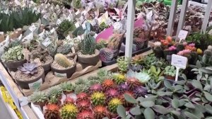 Вот это да!  . Столько красоты 😍🤗.