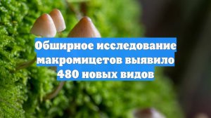 Обширное исследование макромицетов выявило 480 новых видов
