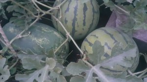 07.082025 Арбузы и дыни на сегодняшний день. Почему не пропалываю их и успеют ли вызреть?