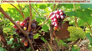 Виноград 3.08.2025 г. ТОРНАДО. До готовности еще недели две- три.