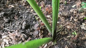 Белка вернулась. Еженедельные работы на даче