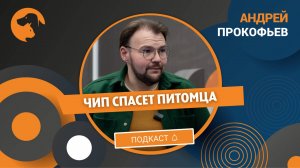 Как решить проблему бездомных животных