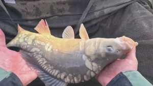 Рыбалка на карпа, открытие 2025 кормушка флэт фидер