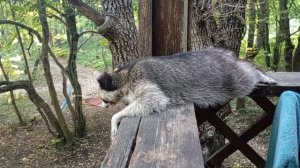 Енот Шуба без стеснения