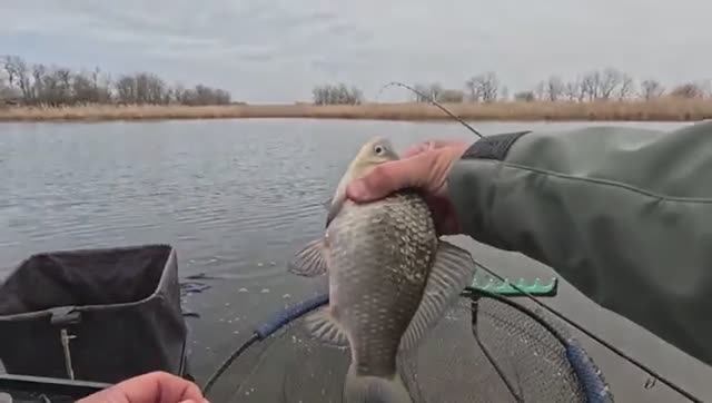 Карася тут много ловля на донку, рыбалка весной 2025