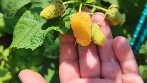 #22 Дела Дворовые