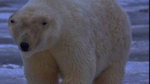 медвед 2026 существует