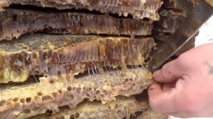 Расследование, исчезновения пчел из колоды... (Следствие ведут колобки)