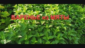 Варенье из мяты! Ароматное и полезное!