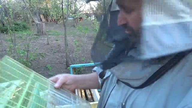 Нужно спасти матку делаем отводок