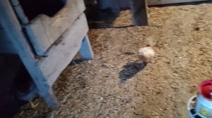 Курочки мои