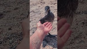 Уникальные кадры шоу Дельфинов 🐬🐬🐬
 " 3 часа Счастья в 9.5 минутах " 3 августа 2025 г