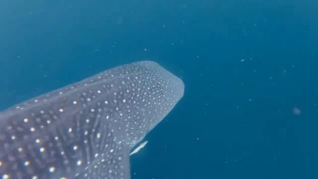 снорклинг на Хайнане смотреть онлайн