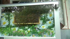 Телевизор для пчел :-))