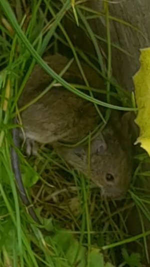 20250807_125041 Кошка постарела – мышей ловить лень