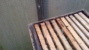 Осенние рои с лесным мёдом