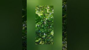 Лето. Авторское видео .