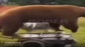 медведь на газона косилке пугает собаку (вам не послышалось)