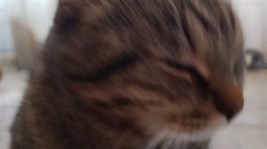 котяра
#жесткийфлекс#кайф#