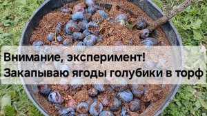 Зачем я закапываю ягоды голубики