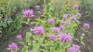 ЛЕКАРСТВЕННЫЕ РАСТЕНИЯ