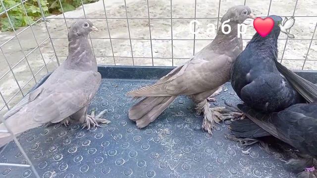 Голуби Таджикистан город Исфара смотреть онлайн