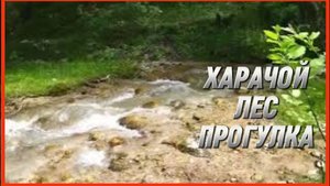 ХАРАЧОЙ ЛЕС ПРОГУЛКА