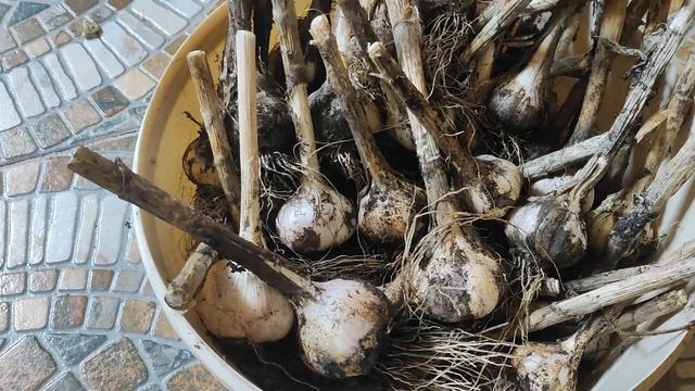 Собираем урожай чеснока - сорт Любаша. Мои результаты смотреть онлайн