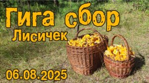 Гига сбор лисичек 06.08.2025
