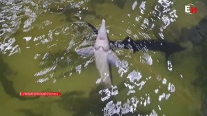 В УСТЬ-ТУНГУСКЕ ВЫПУСТИЛИ МАЛЬКОВ