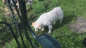 Дача, терпуг и летучий змей