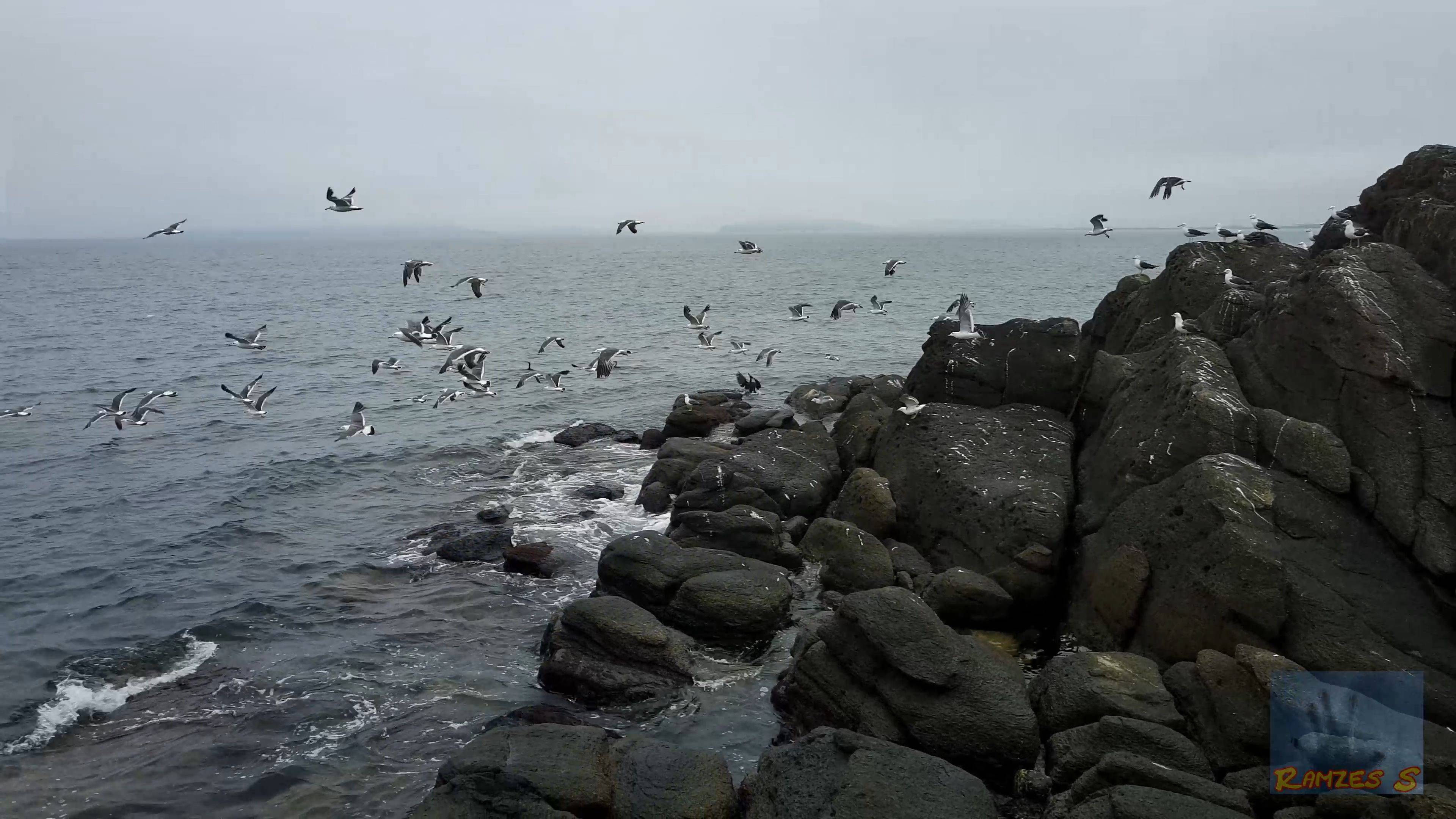 Чайки и Бакланы на скалах.