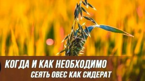 ОВЕС КАК СИДЕРАТ