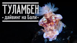 Дайвинг в Туламбене