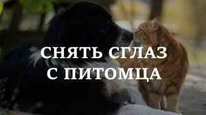 СНЯТЬ СГЛАЗ С ПИТОМЦА