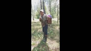 Поход в лес за лисичками во Владимирской области