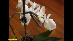 Как я заставила цвести орхидею. Phalaenopsis