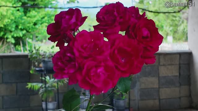 ПАКУАШ // 7-я серия про отпуск 2025 смотреть онлайн