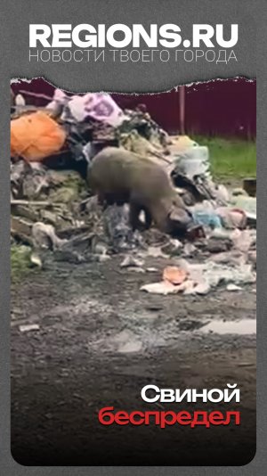 Свиной беспредел
