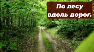 Вышли с Димой покопать вдоль лесных дорог.