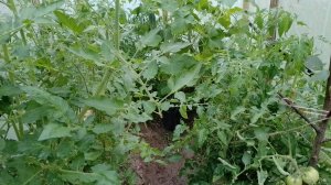 Обзор огорода на 04.08.2025. Дождь