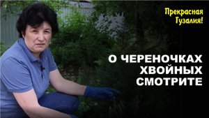 Надежное черенкование хвойных с Пуховитой, Корнесил Экстра и Фитоспорином. Прекрасная Гузалия