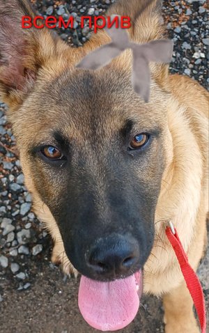 новый посол!☆